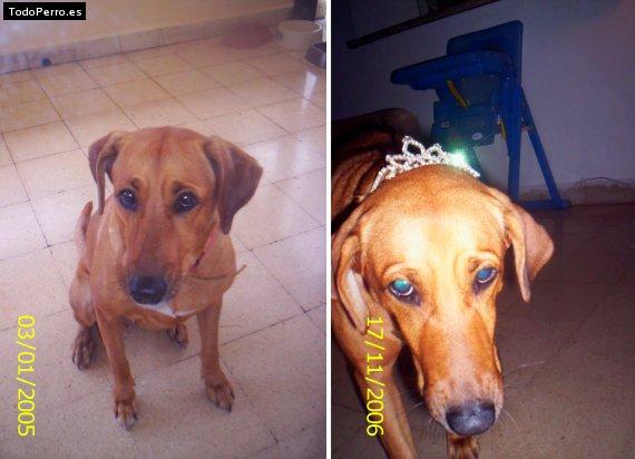 La foto del perro