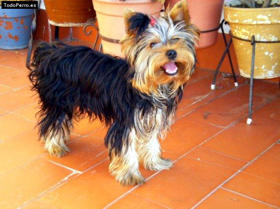 La foto del perro