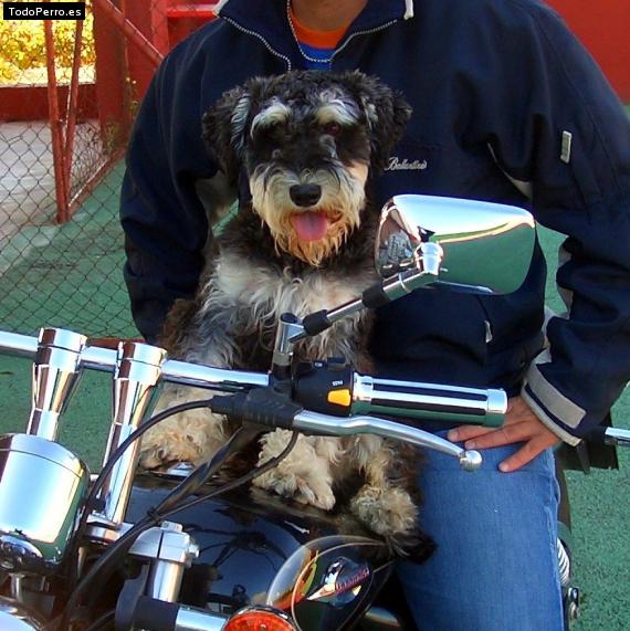 La foto del perro