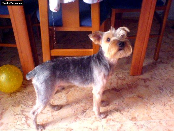 La foto del perro