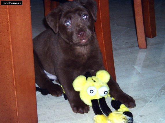 La foto del perro