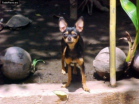 La foto del perro