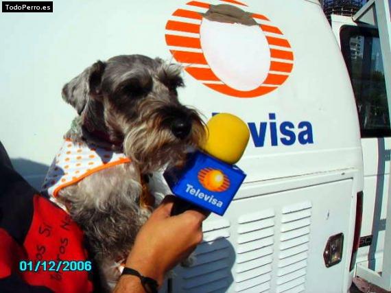 La foto del perro