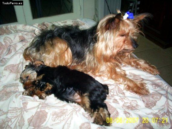 La foto del perro