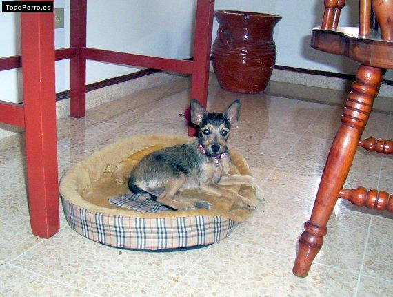 La foto del perro