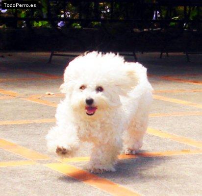 Foto del perro Moa