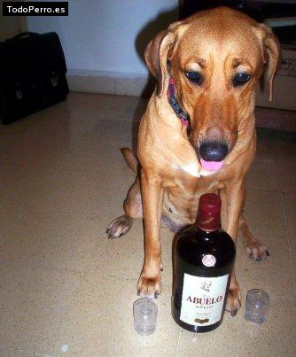 La foto del perro