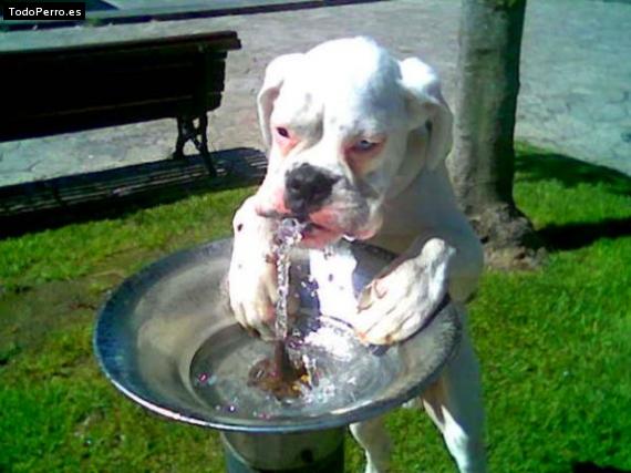 La foto del perro