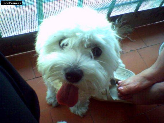 La foto del perro