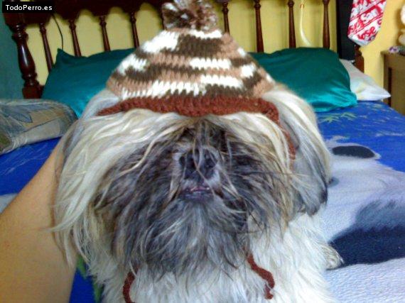 La foto del perro