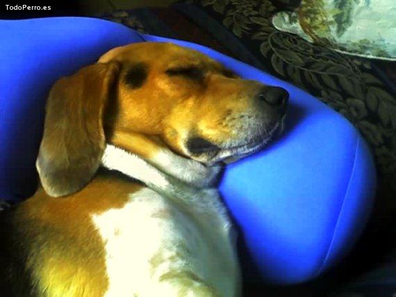 La foto del perro