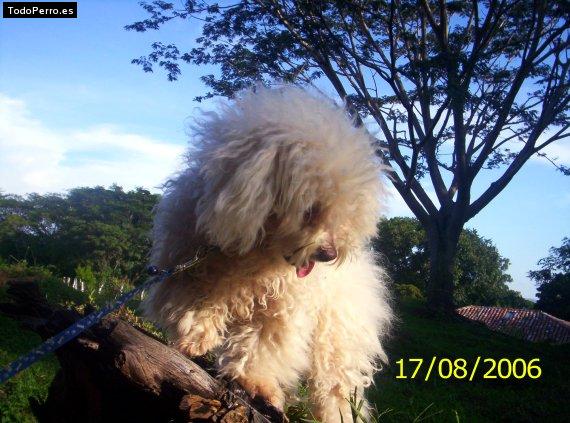 La foto del perro