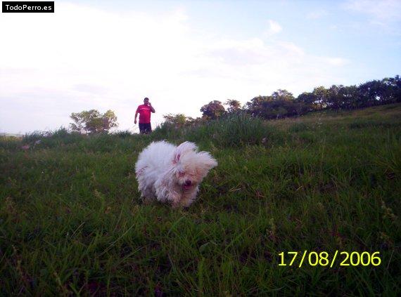 La foto del perro