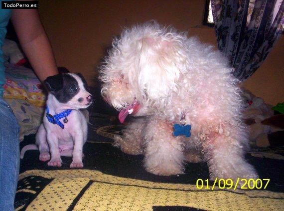 La foto del perro