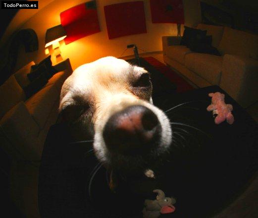 La foto del perro