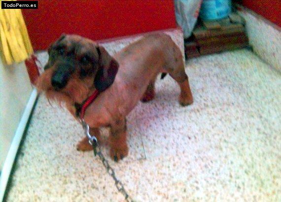 La foto del perro