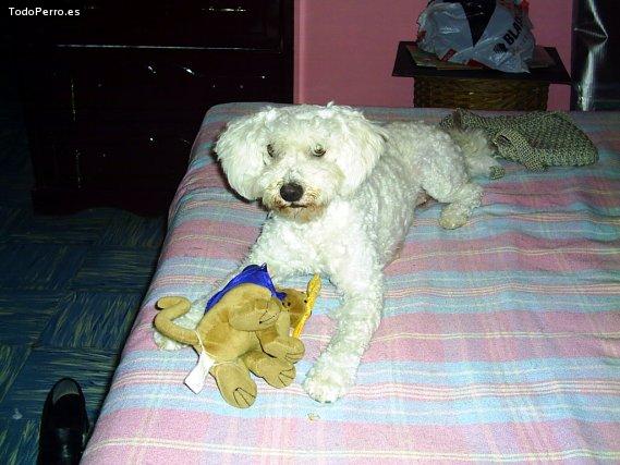 La foto del perro
