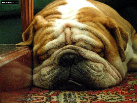 La foto del perro