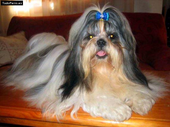 La foto del perro