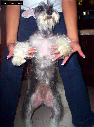 La foto del perro