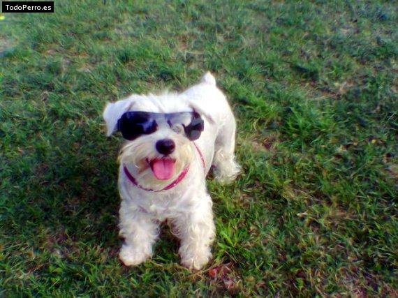 La foto del perro