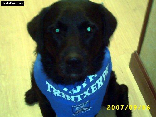 La foto del perro