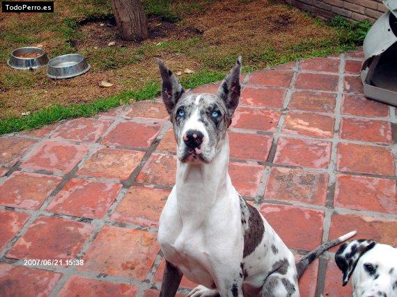 La foto del perro
