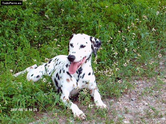 Foto del perro Mizhka
