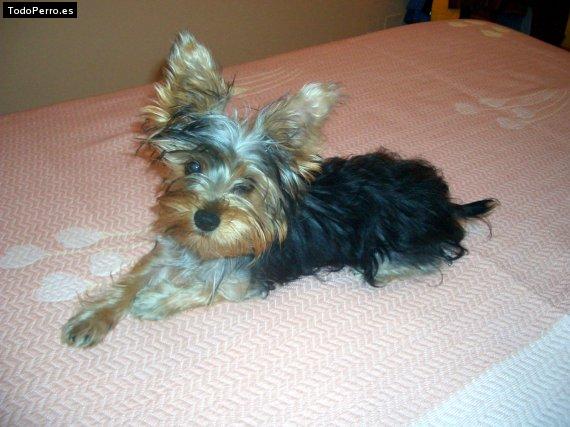 La foto del perro