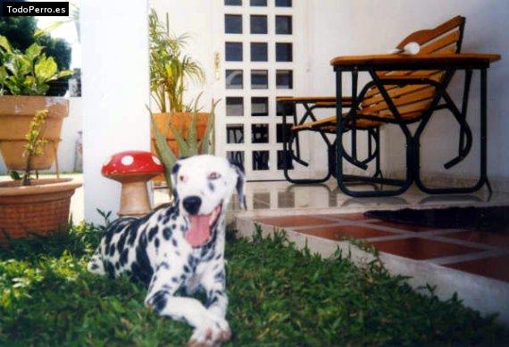 La foto del perro