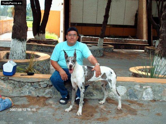 La foto del perro