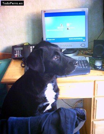 La foto del perro