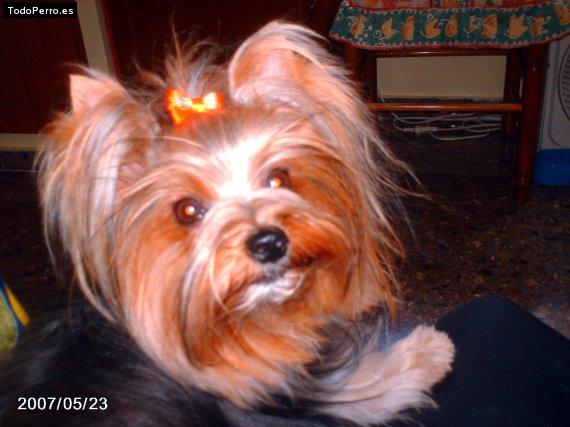 La foto del perro