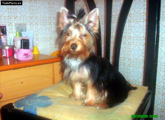 La foto del perro
