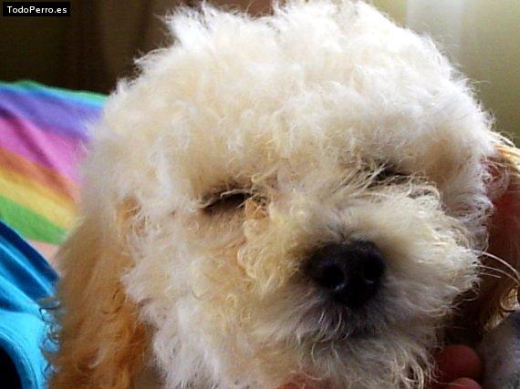 Foto del perro Maria sol