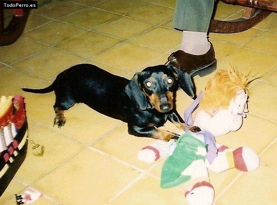 La foto del perro