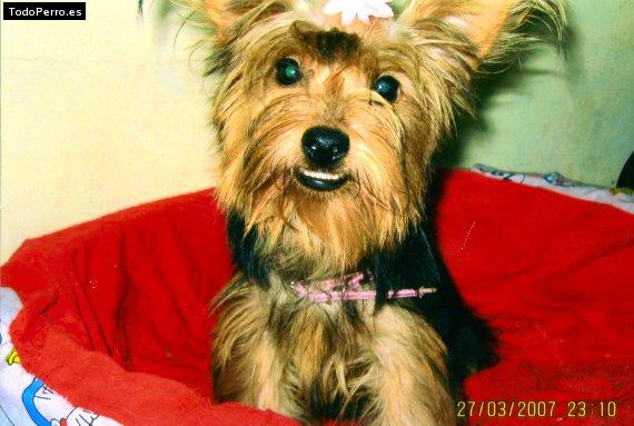 La foto del perro
