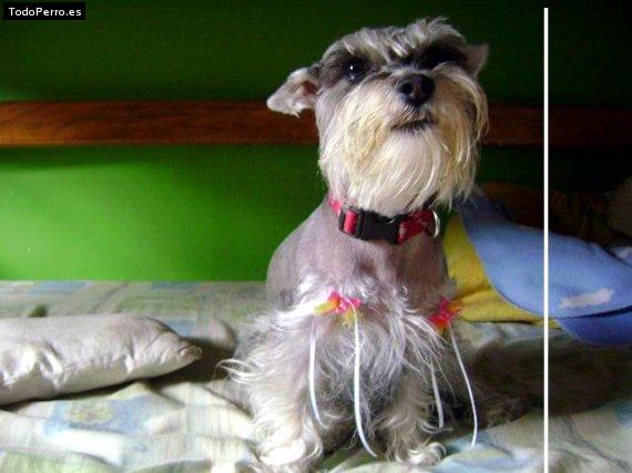 La foto del perro