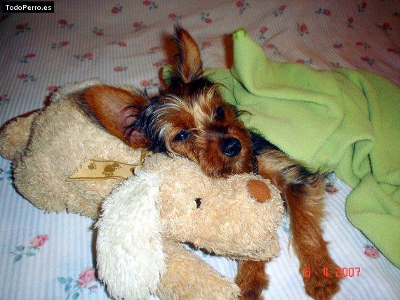 La foto del perro
