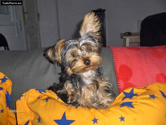 La foto del perro