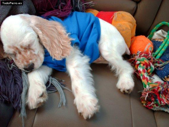 Foto del perro Charly