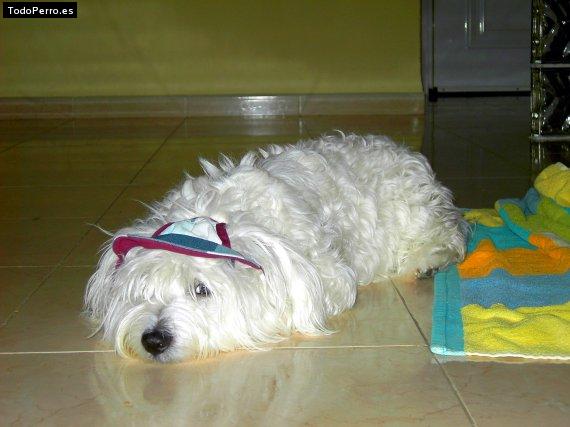 La foto del perro
