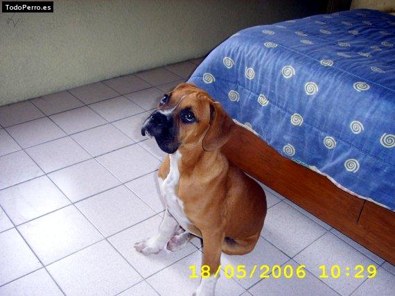 La foto del perro