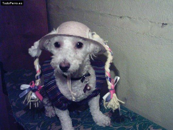 La foto del perro