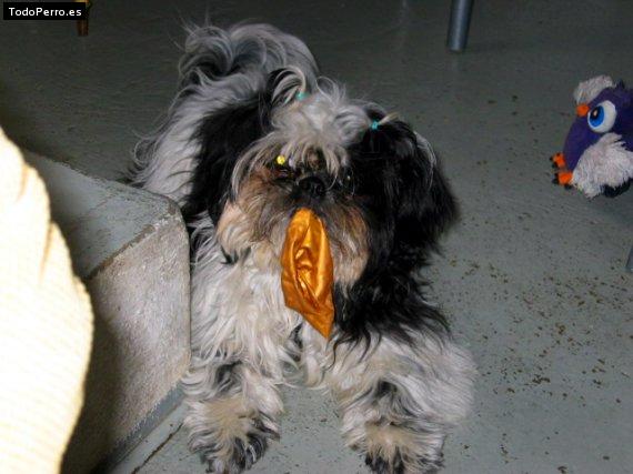 Foto del perro Micky