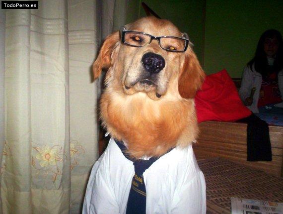 La foto del perro
