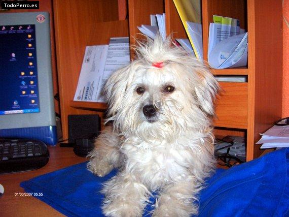 La foto del perro