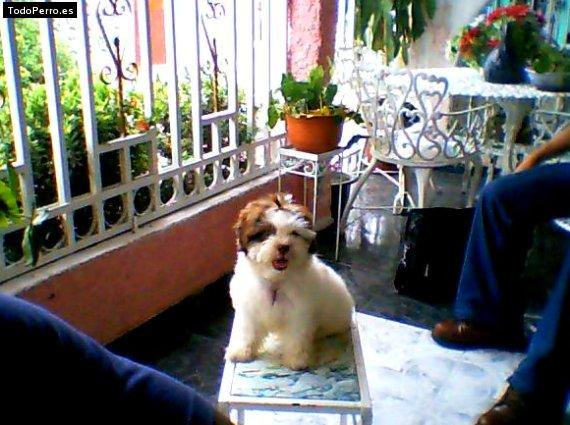La foto del perro