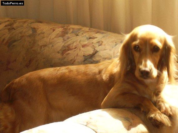 La foto del perro