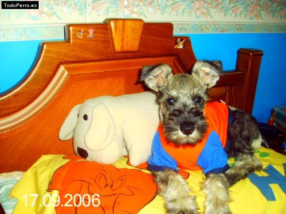 La foto del perro